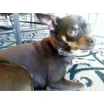 Luxury Star Rubberized Collar